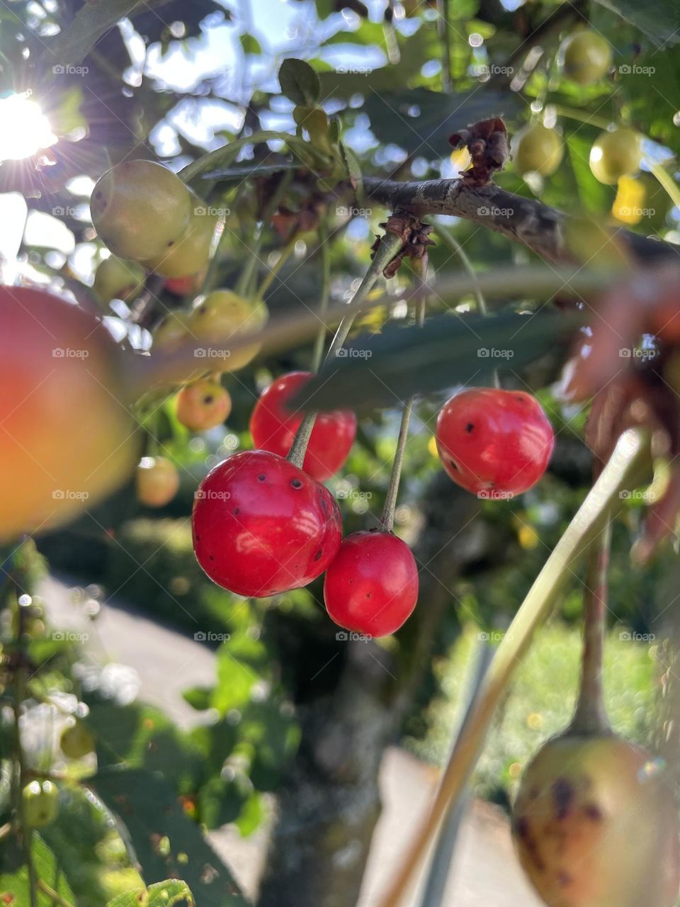 A sunny day in the garden