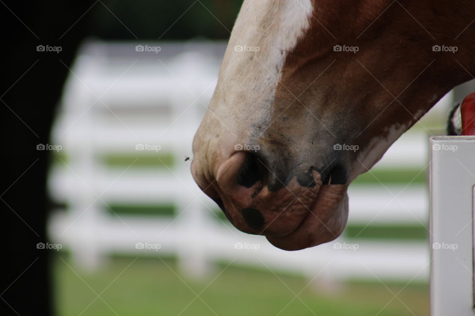 Close up of the muzzle of Jed the Clydesdale
