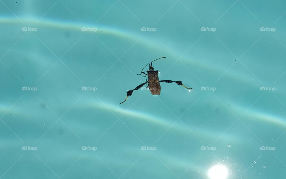 Creature in the pool refreshing himself