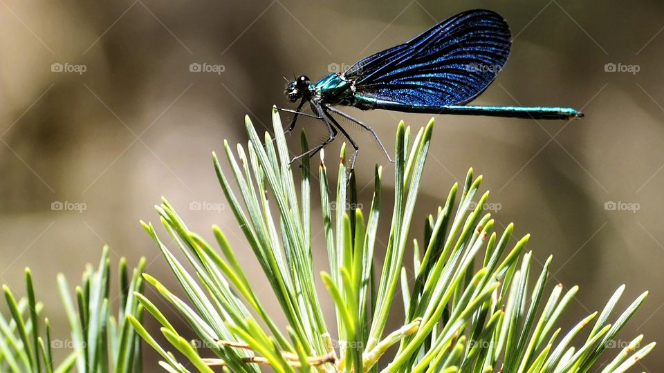 Caballito del Diablo