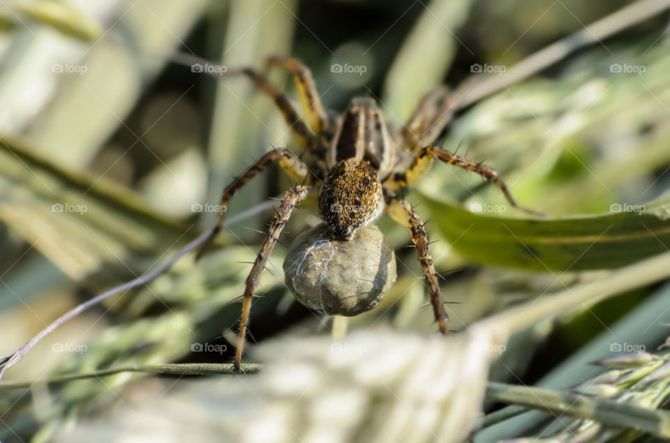 Spider carrying cocoon