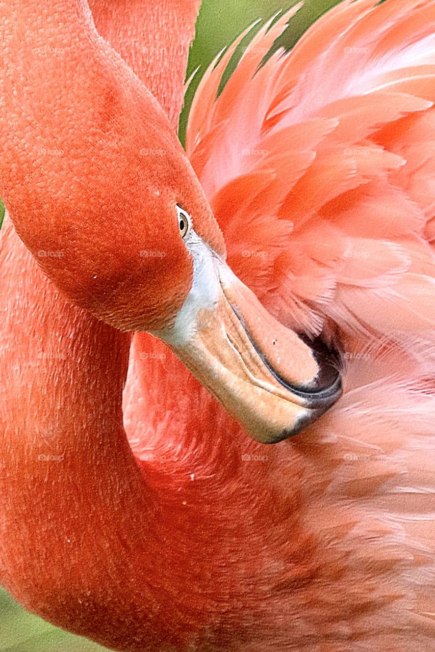 Flamingo preening itself 