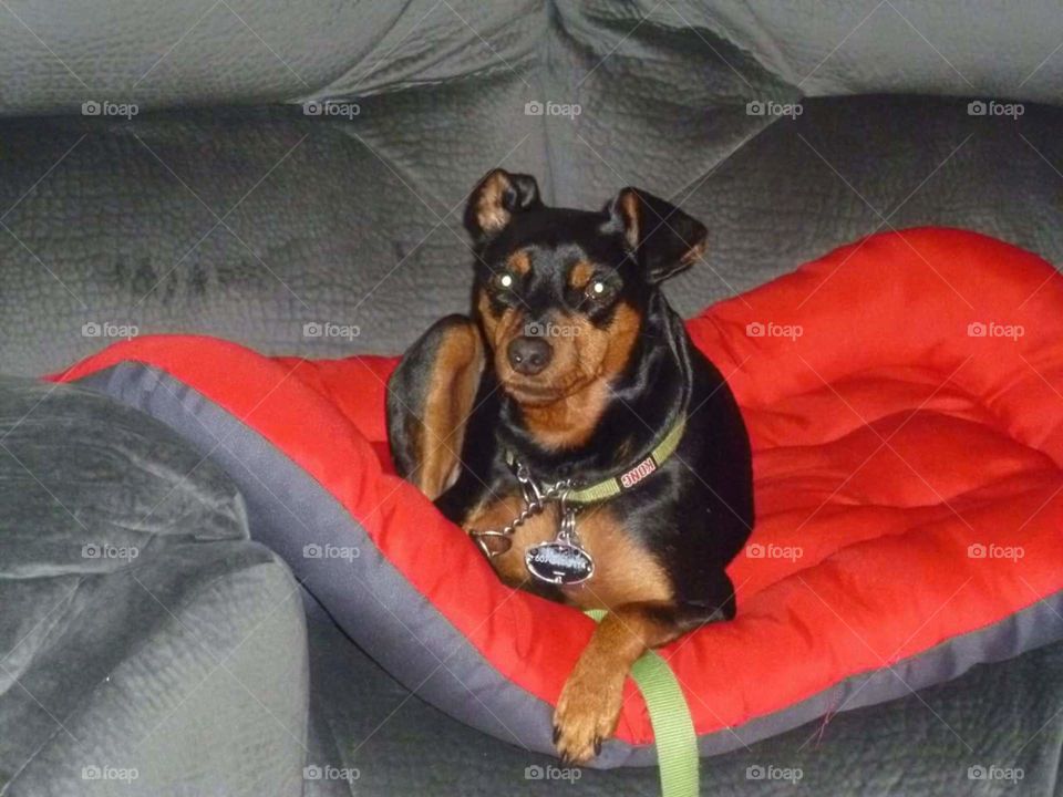 Waiting patiently. waiting on MIMI'S couch for mommy to come