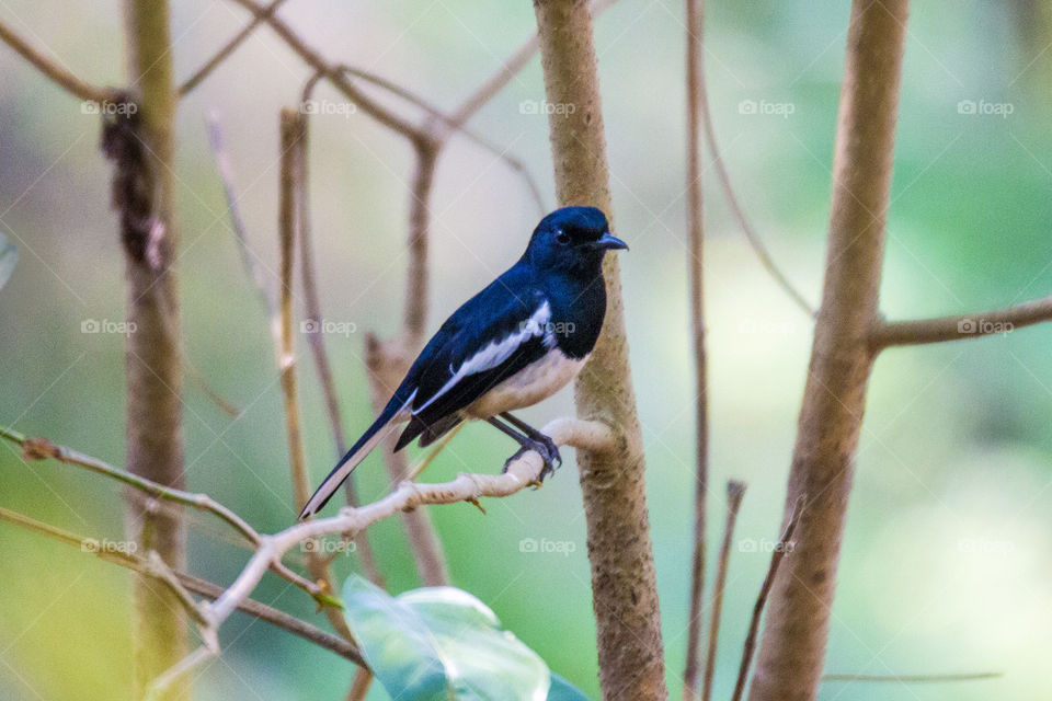 Oriental Magpie Robin (Male)