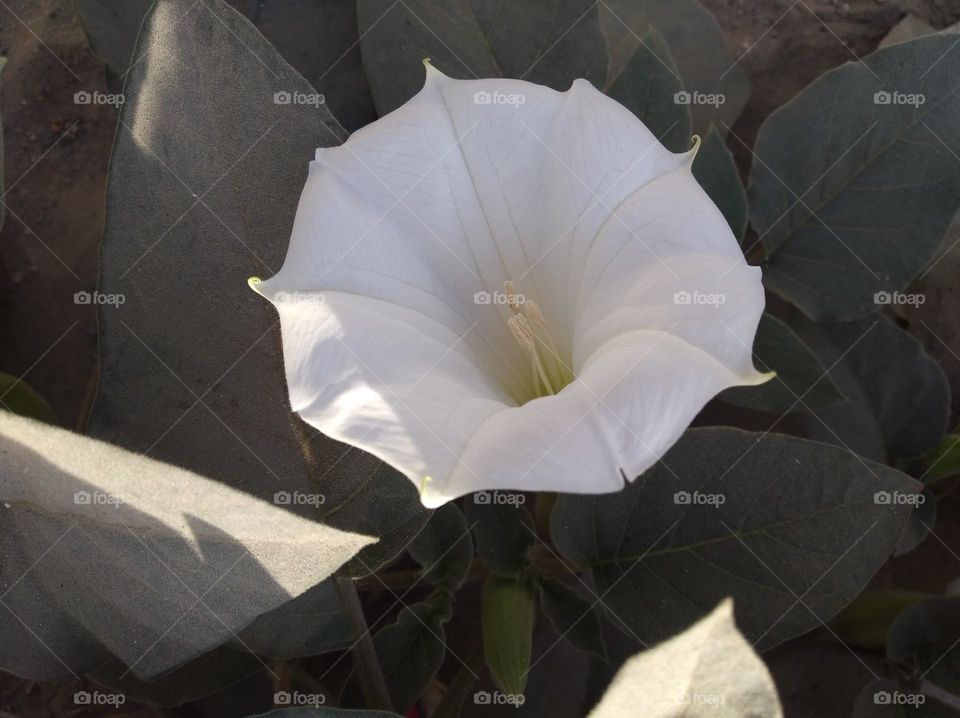 the Datura Flower white in colour looks very beautiful generally found everywhere fresh seasonal very poisonous species