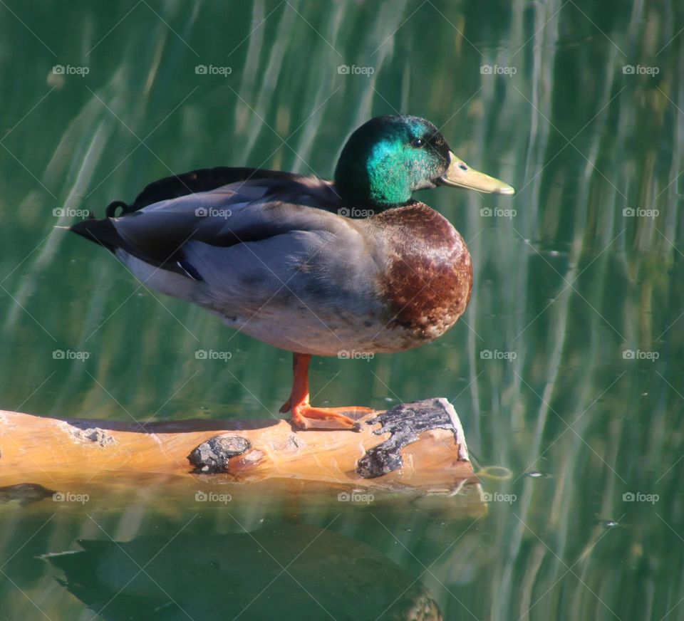 Duck on Log in Lake