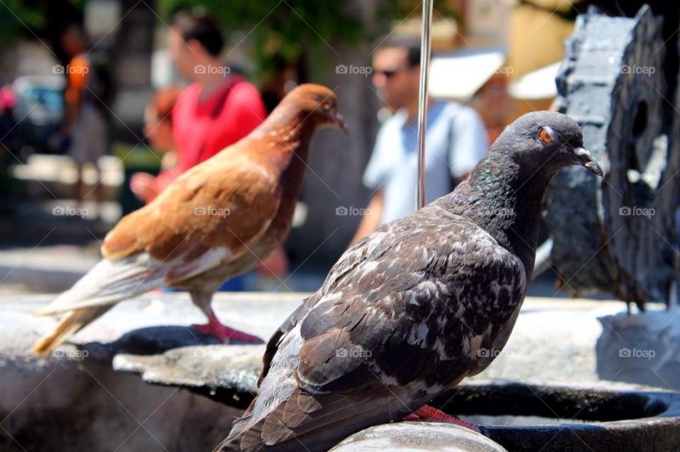 Pigeon of Rhodes old city