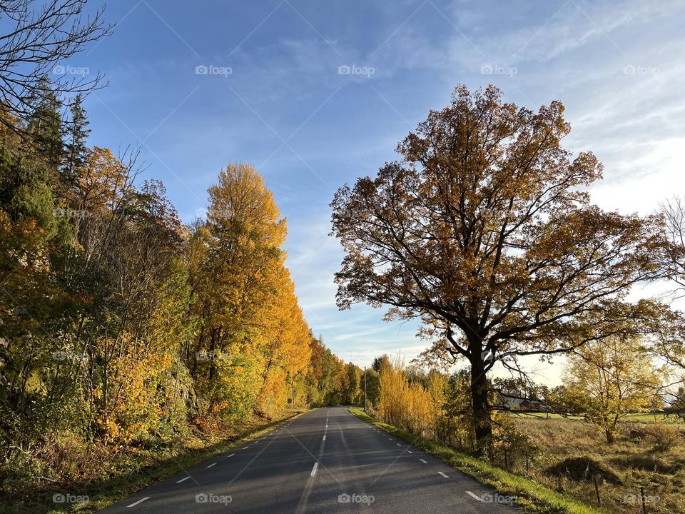 Autumn road