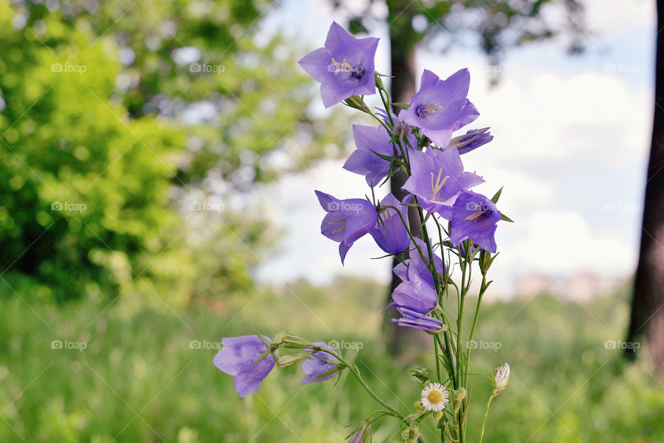 Close-up of wild flowers