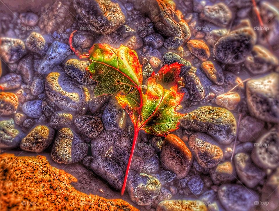 Nature's first green is gold