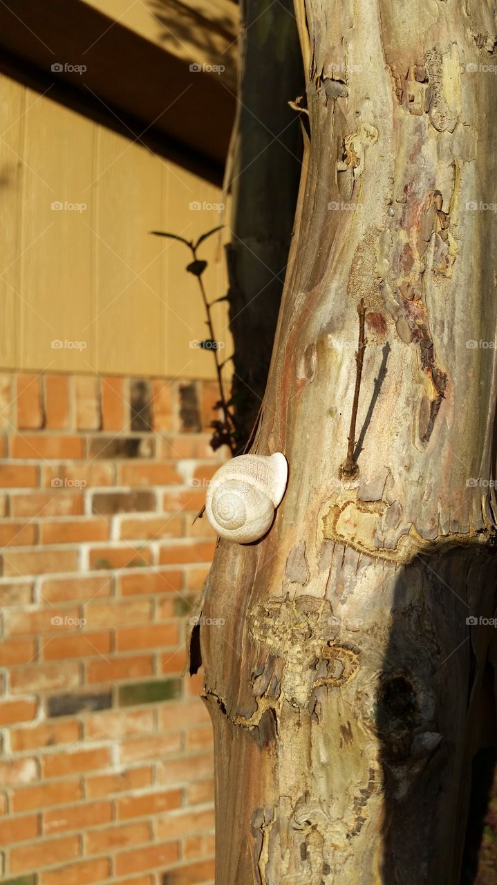 Dried Out Snail Shell Crape Myrtle Tree Trunk