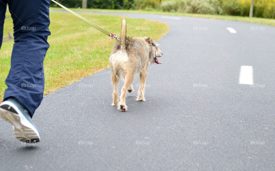 Woman walking her dog on a paved road outdoors