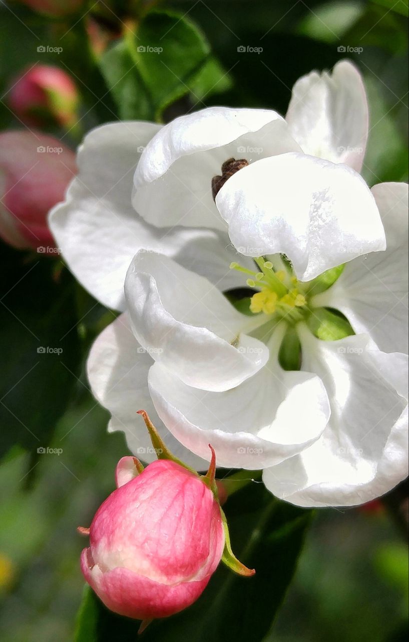 Crab apple flower with tiny spider
