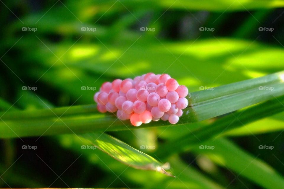 Snail eggs