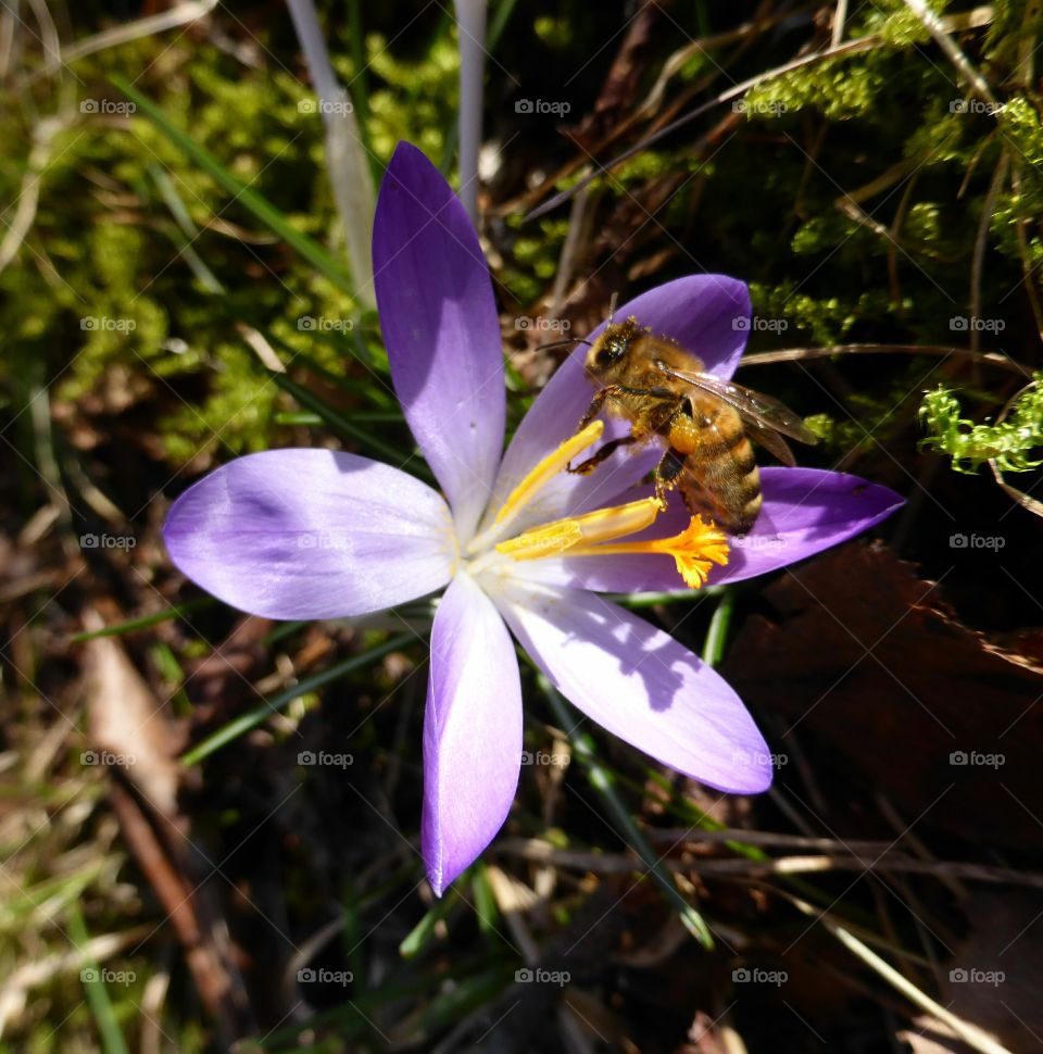 Purple crocus