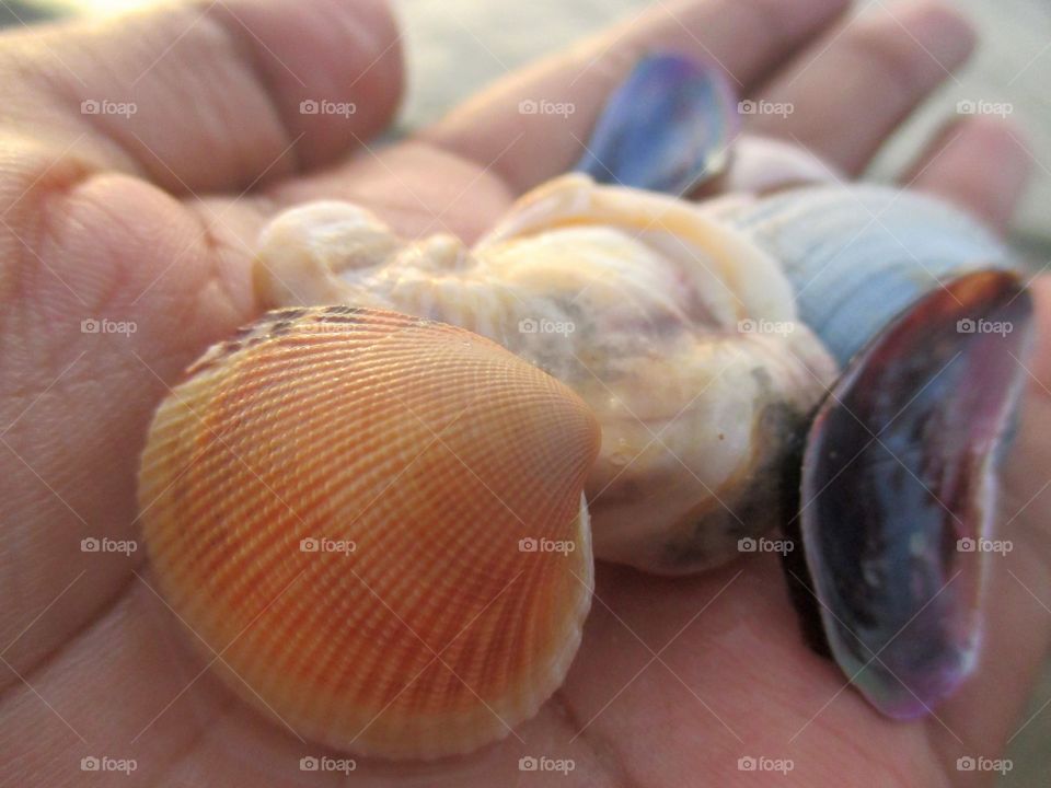 Seashells on human hand