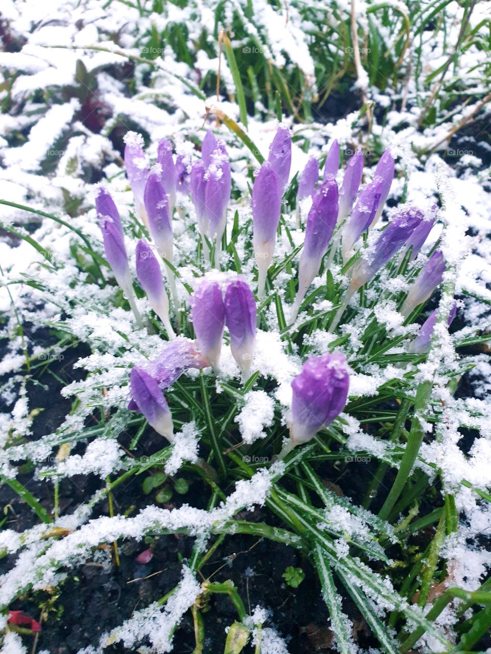 fight between spring and winter