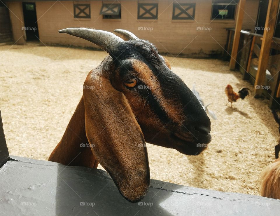 Smiling Goat, TN, USA