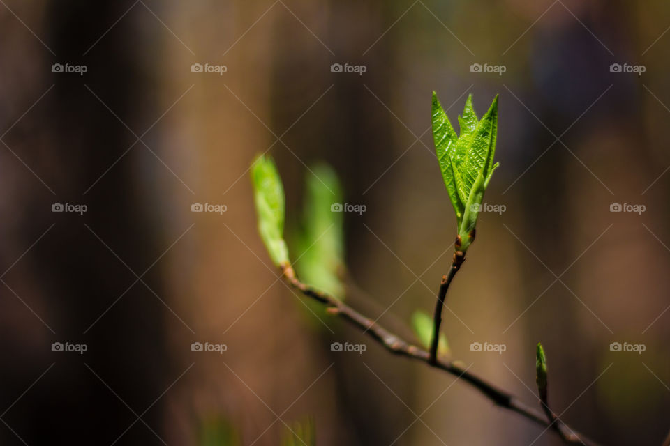 First spring green leaves