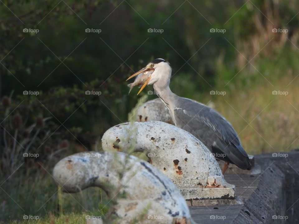A heron eating a fish 