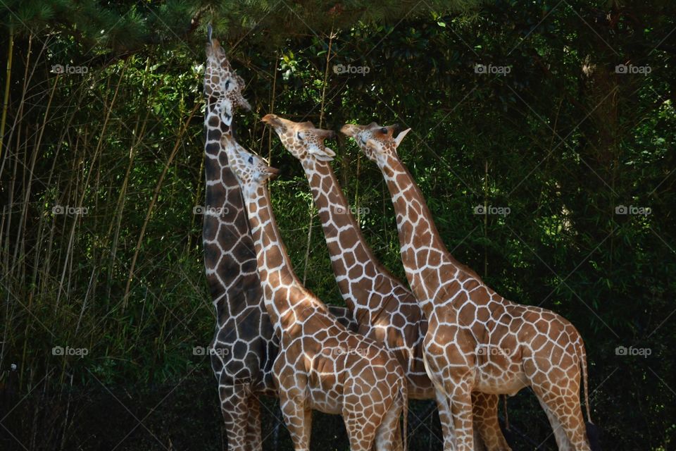 Giraffes desiring the same branch