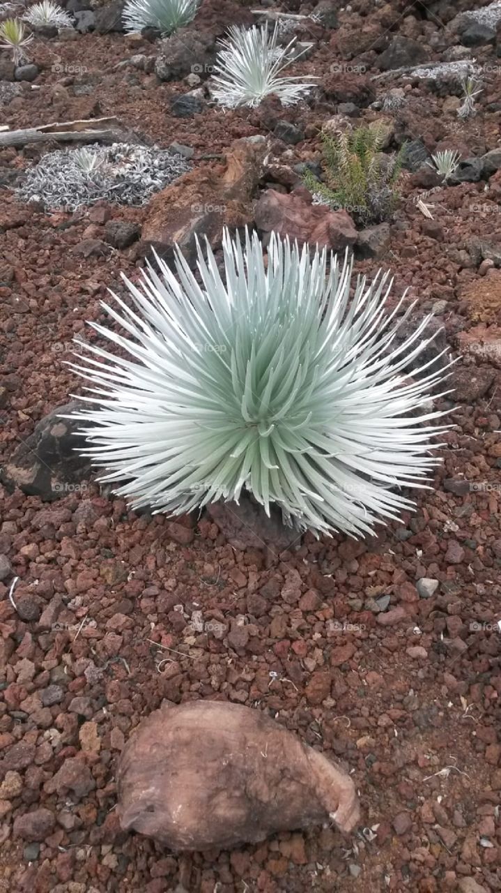 Hawaiian plant life has quite the unusual shape and grows in volcanic rock,  amazing.