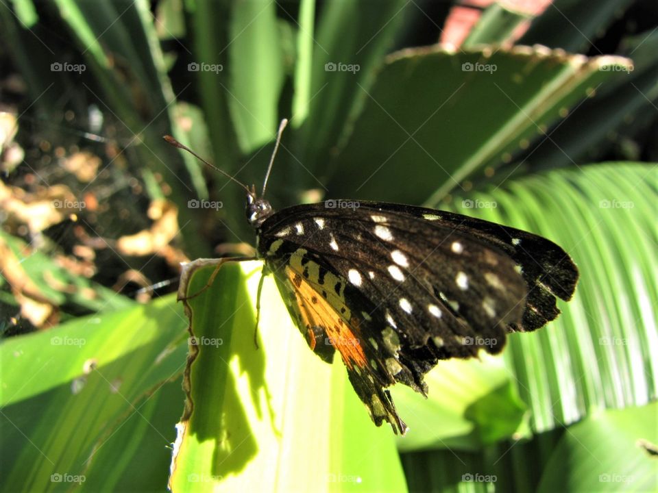 Beautiful black and yellow butterfly