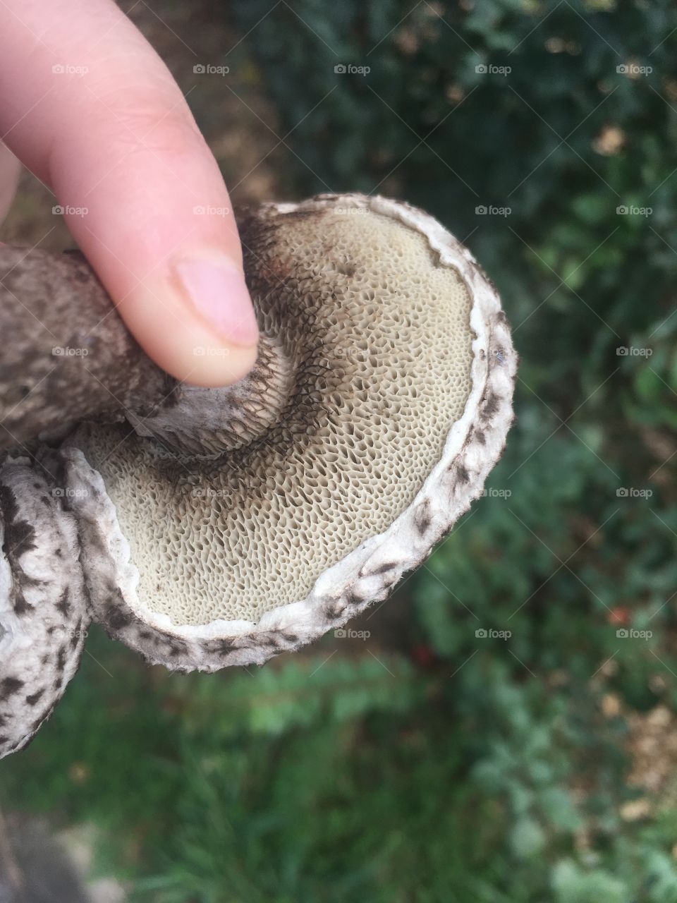 Old man of the woods mushrooms pores