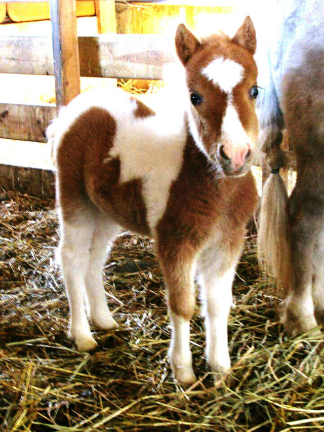 BEAUTIFUL PONY! !