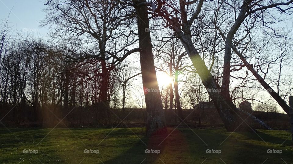 Light through the trees