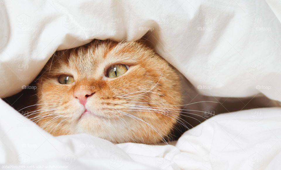 A beautiful thoroughbred red cat peeks out from under the blanket, looking to the side, side view, close-up view. The concept of home life is a cat.