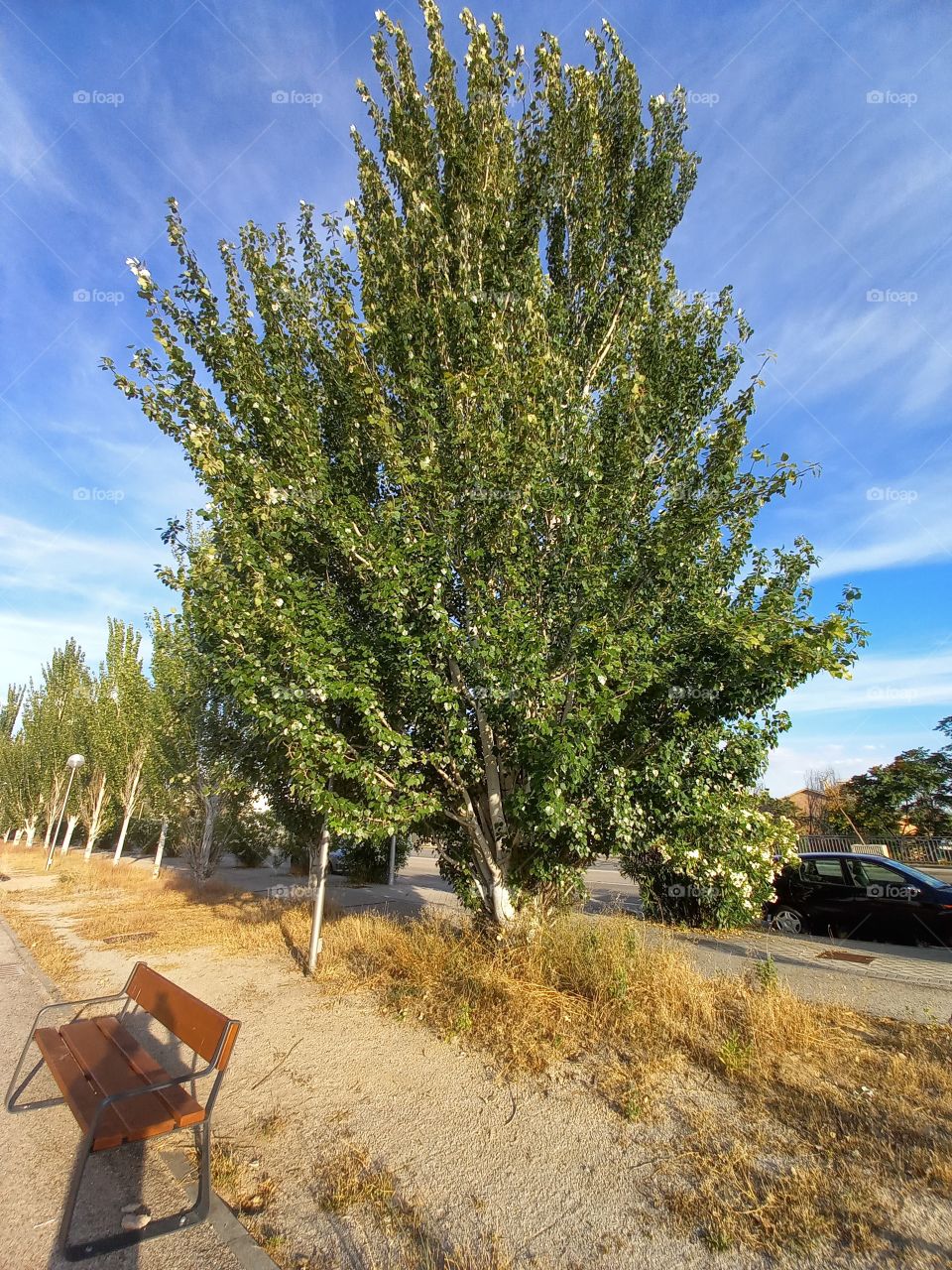 Silver-Leaves Poplar Tree