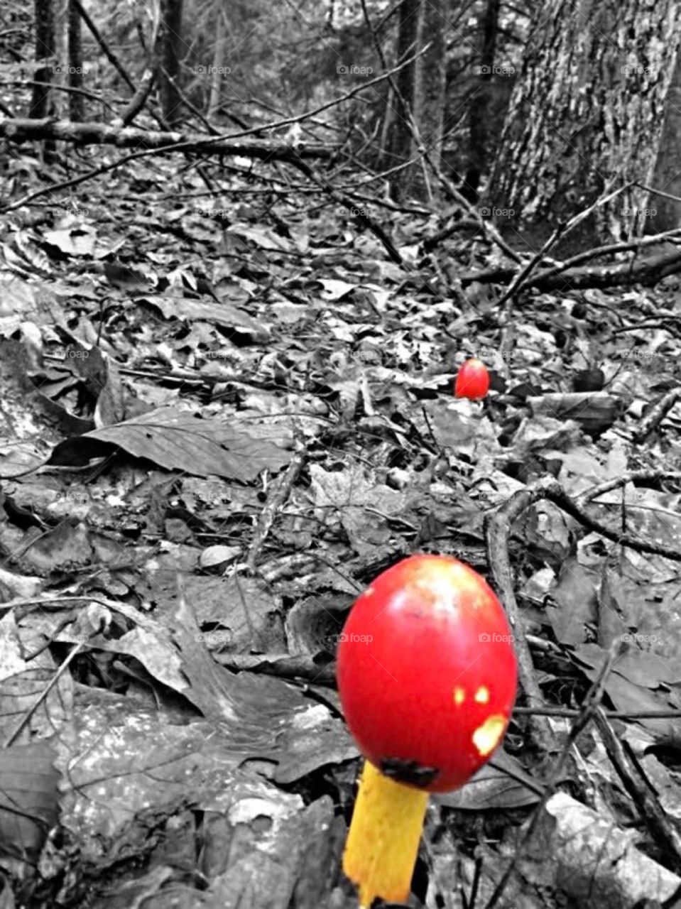 Black and white with red mushrooms