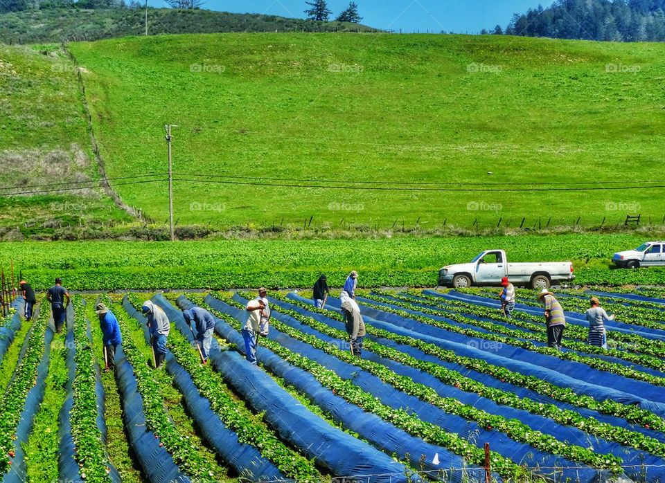 Undocumented farm workers