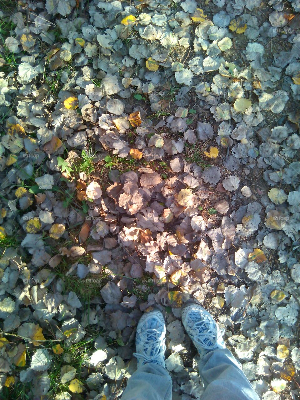 fall colorful leaves and shoes top view