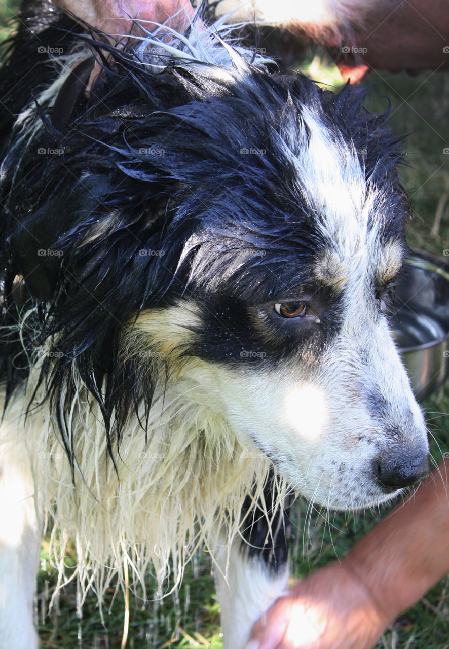 Wet dog, bathing a dog 1