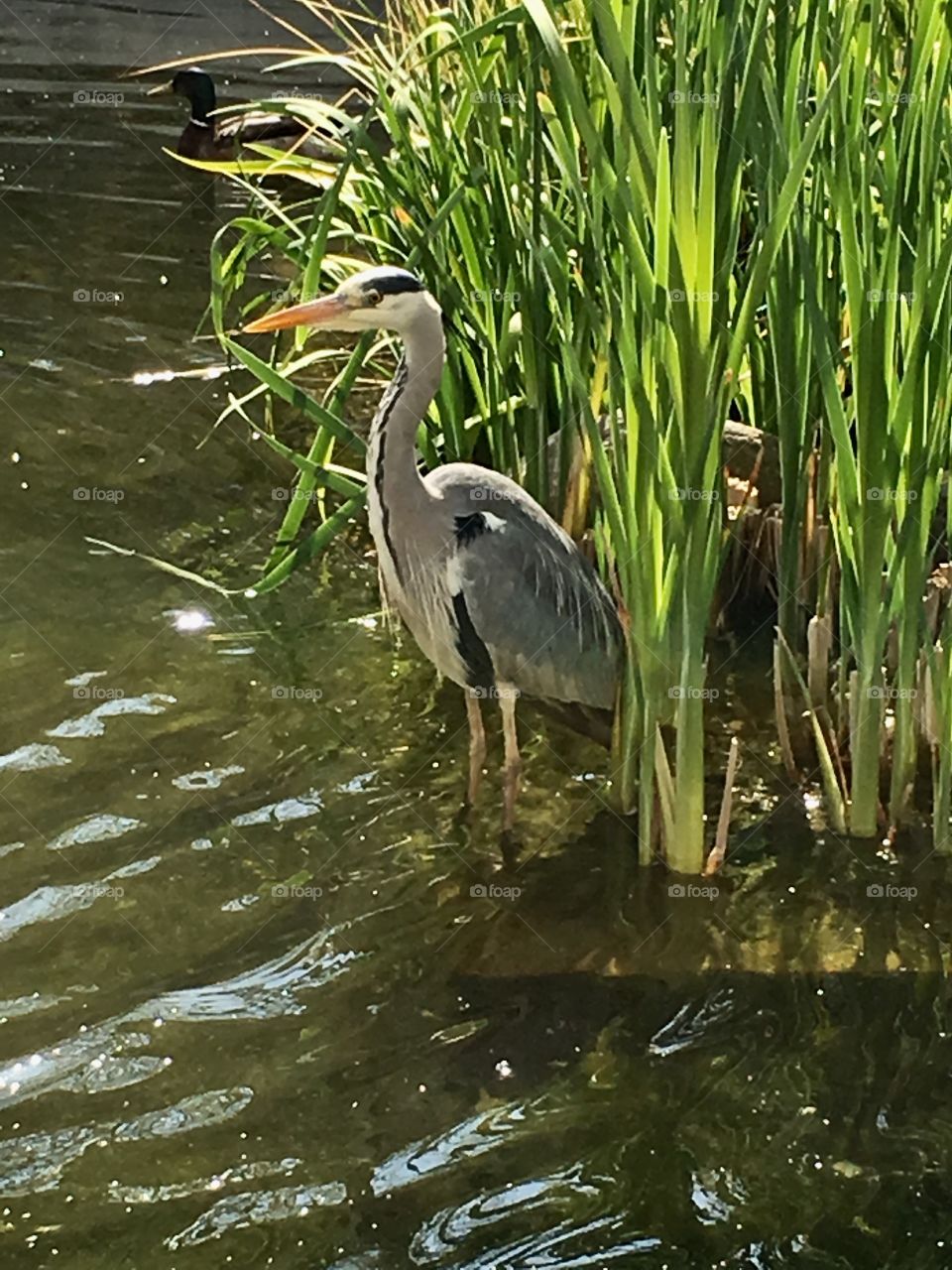 A heron in Watford pond 