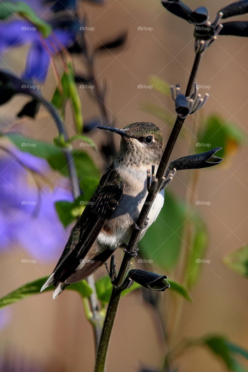 hummingbird