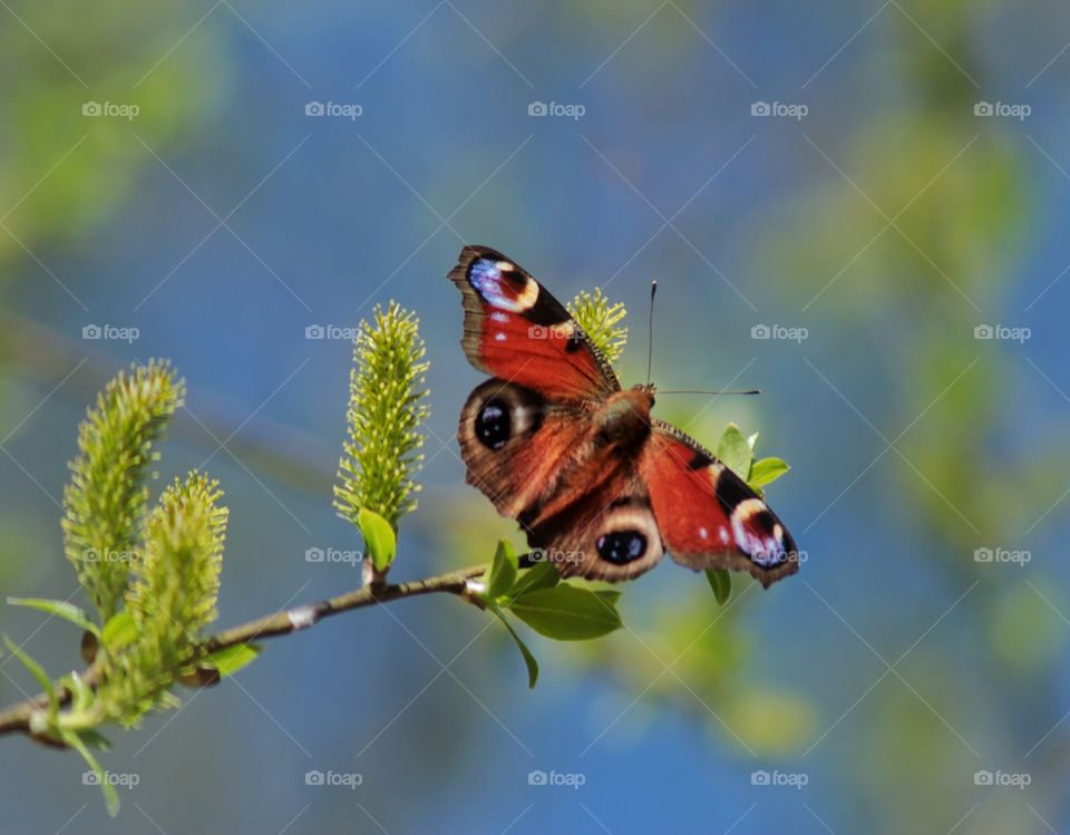 Spring butterfly on a flowering branch