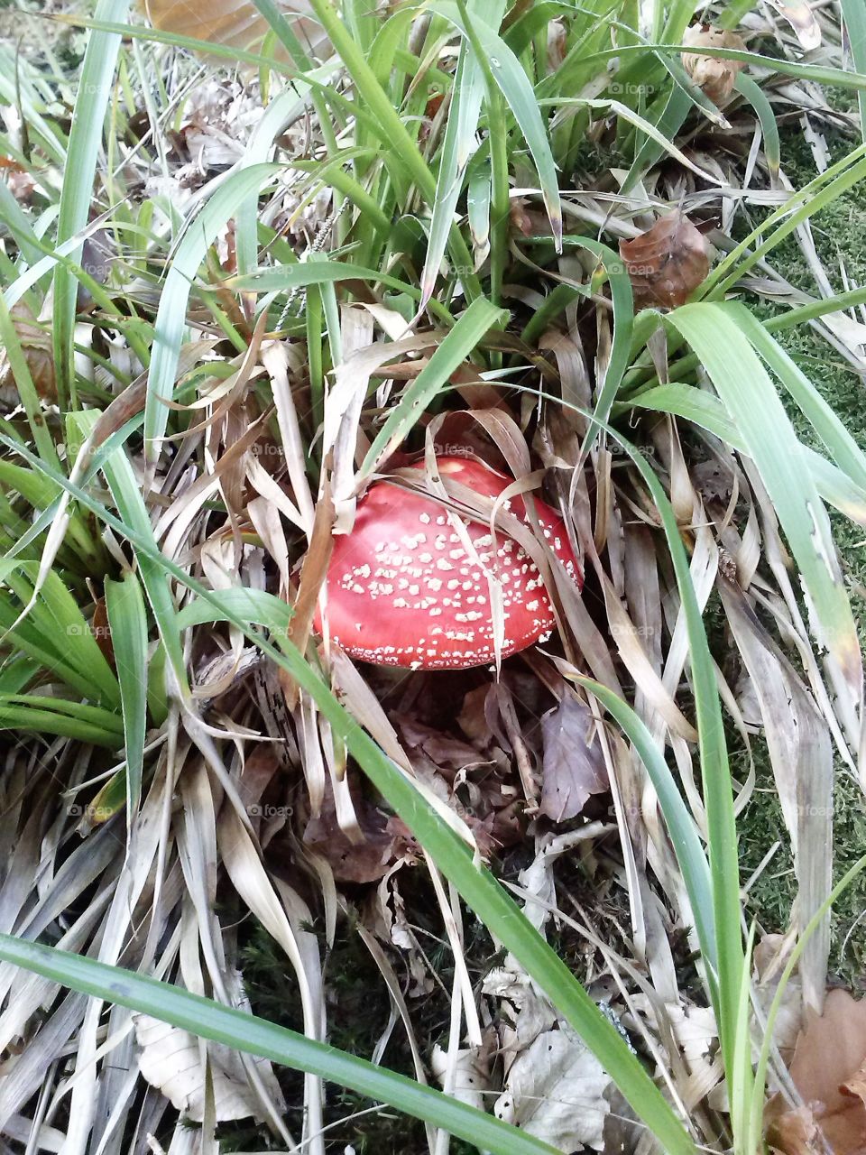 Mushroom in the grass