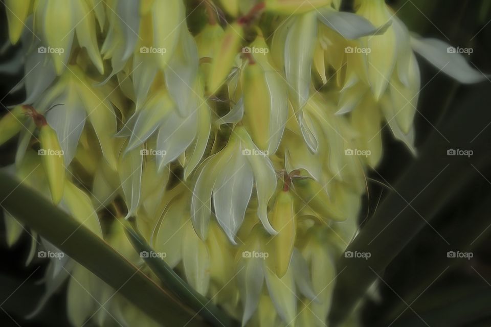 Yucca