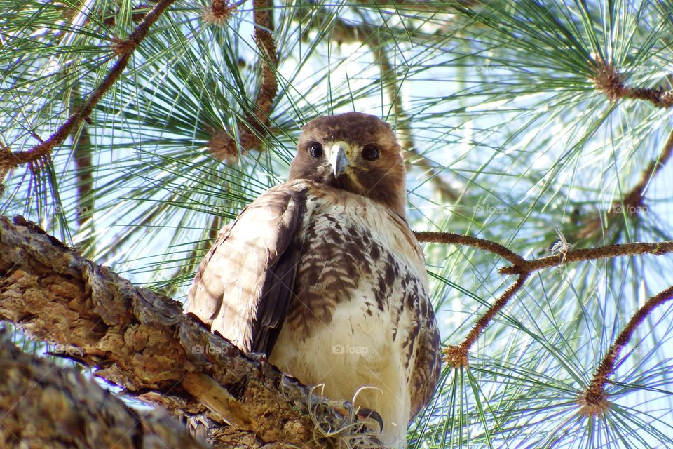 Baby Hawk
