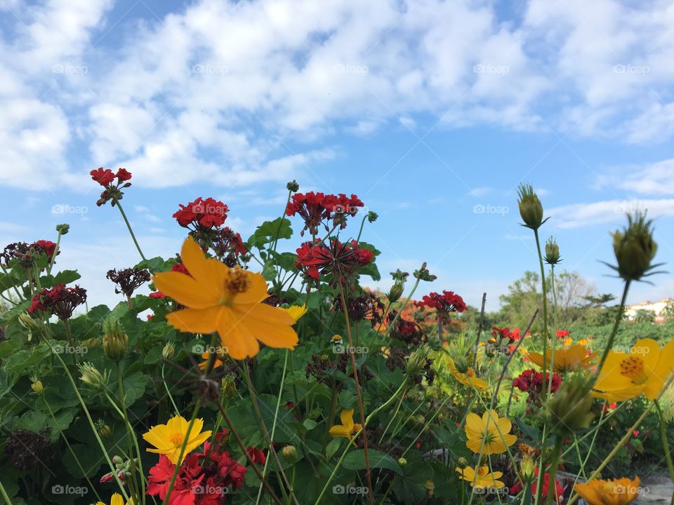 Field of Flowers in Summer