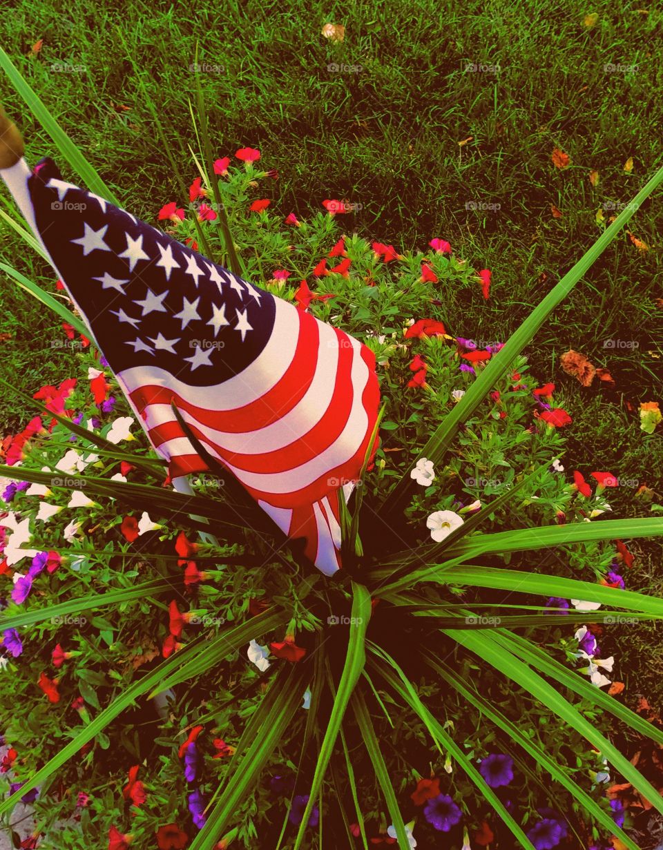 Color, Leaf, Flower, Nature, Grass