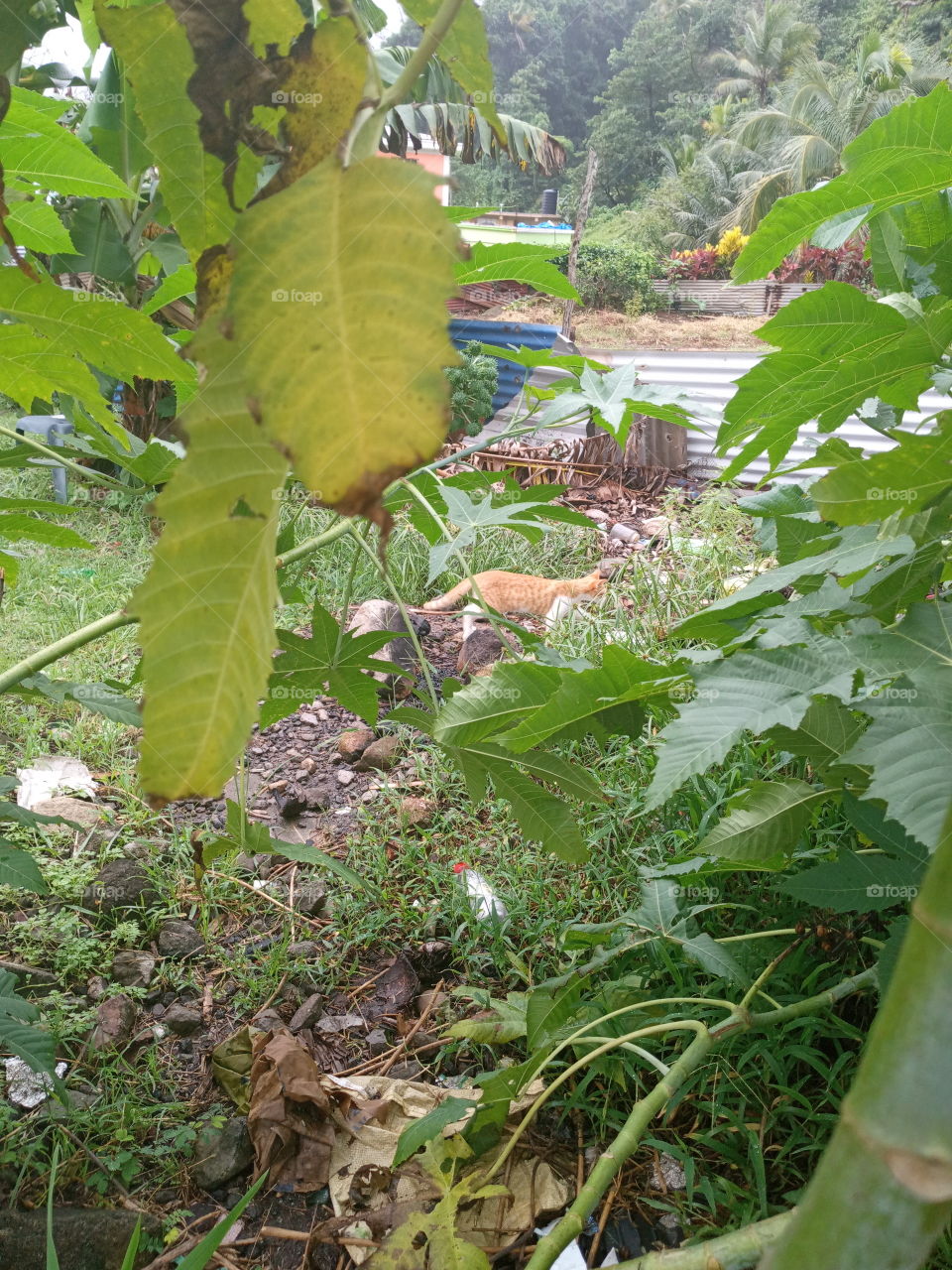 first day in the wild for kitty