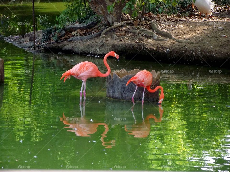 pink flamingos. Taking pic's at the zoo. My children laughed at me because I didn't know pink flamingos were real, I was so impressed. 