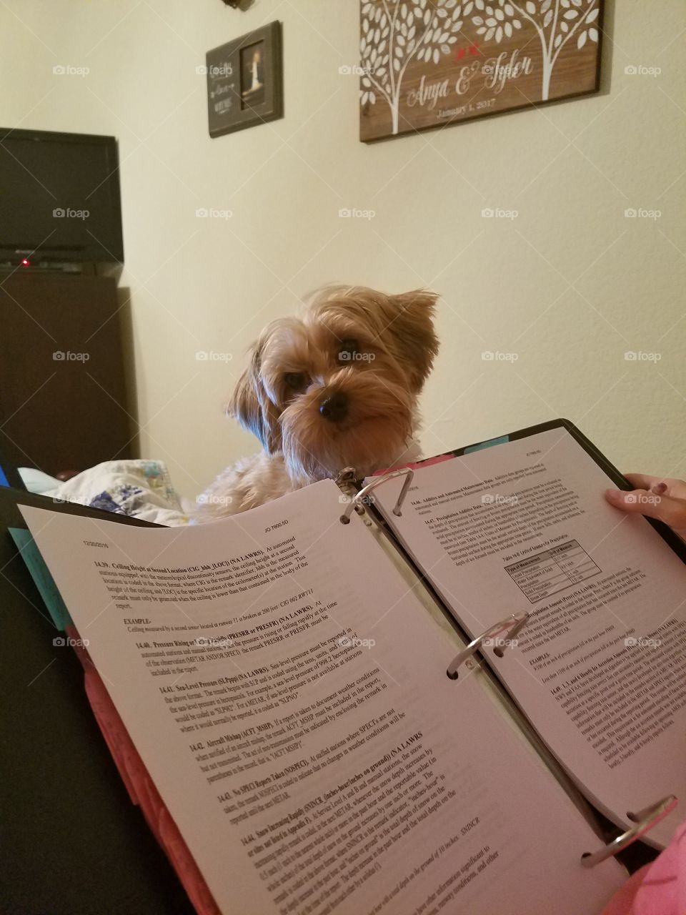 Studious Yorkie
