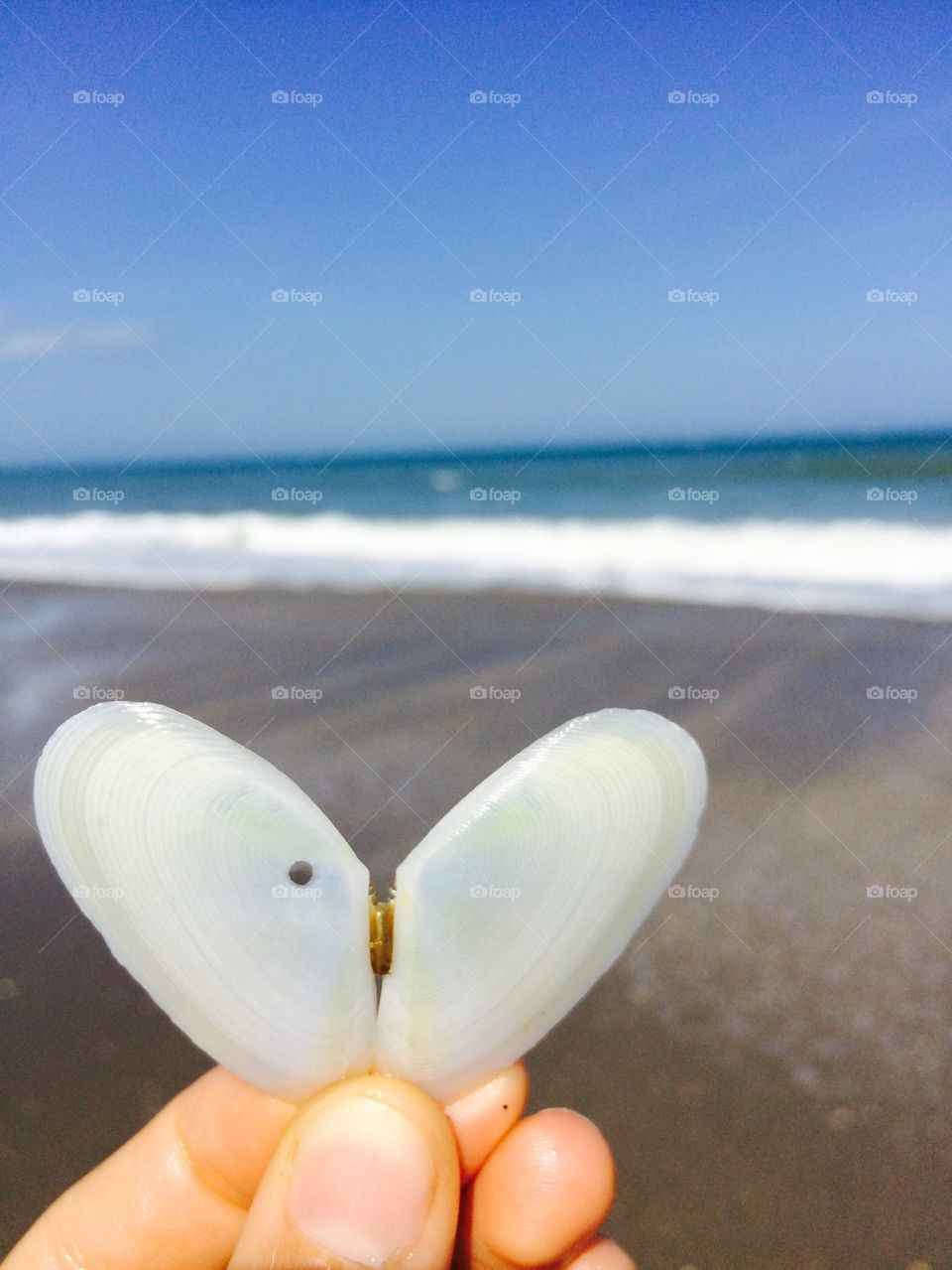 Heart shaped shell