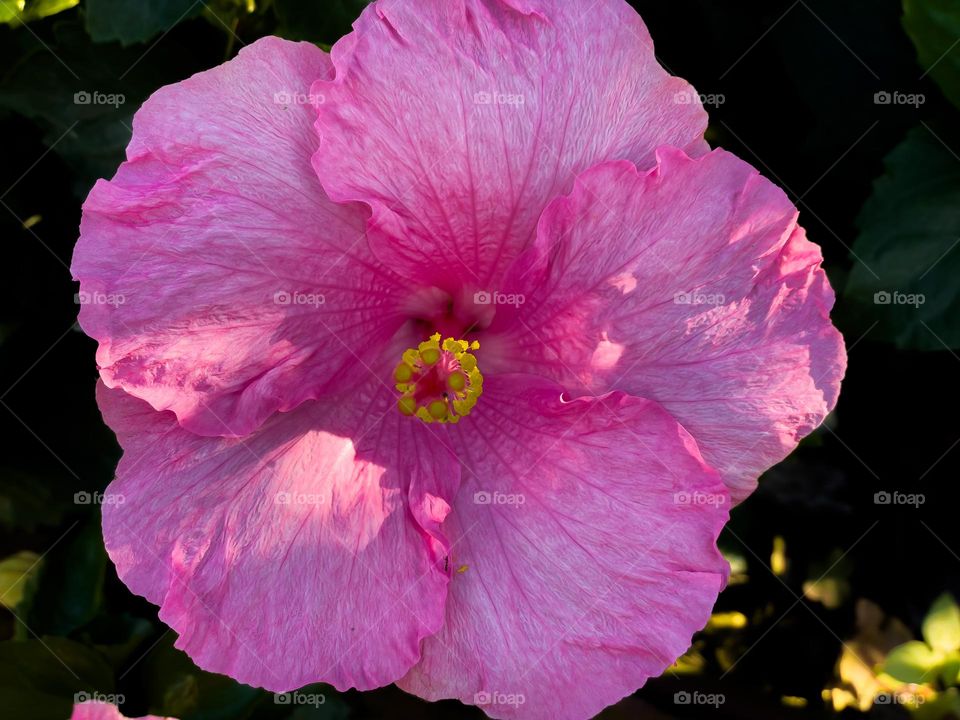 Pink flower