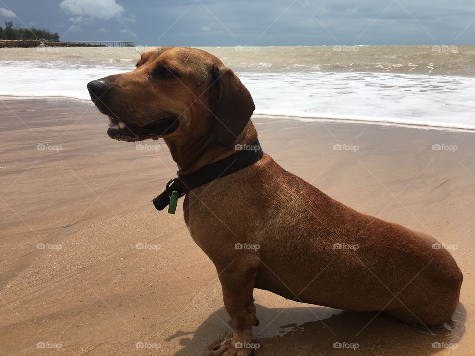 Monty on the beach
